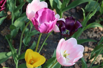 pink and yellow tulips