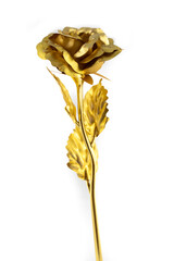 Close up of an isolated golden rose on a white background