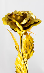 Close up of an isolated golden rose on a white background