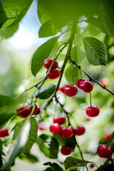 Bunches of red cherries in the garden on the branches.