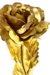 Close up of an isolated golden rose on a white background