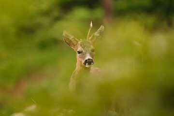 Rehbock (Capreolus capreolus)