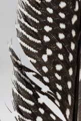 Close up of a guinea fowl feather with it's distinctive black and white pattern, isolated on a white background