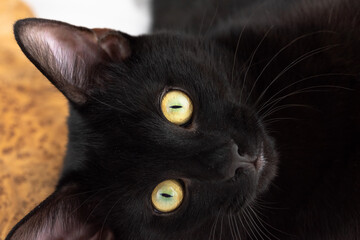 Young male black cat close up on a white background, stunning eyes.