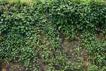 Fototapeta na wymiar Ivy is a weed covering the soil.