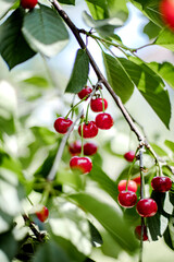 Bunches of red cherries in the garden on the branches.