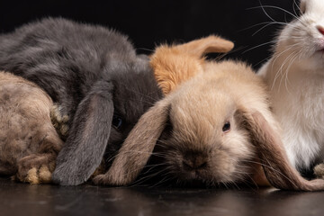 Baby Bunny, Rabbit, Giant flemish red, french lop, flemish giant, holland lop, white mini lop, group