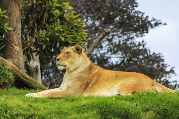 African Lioness Watching Surrounding Area