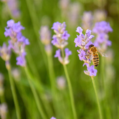 bee on lavender flower