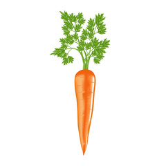 Realistic carrots isolated white with leaf. Vector