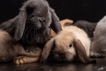 Baby Bunny, Rabbit, Giant flemish red, french lop, flemish giant, holland lop, white mini lop, group