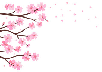 Cherry blossom branch and falling petal on white background vector.