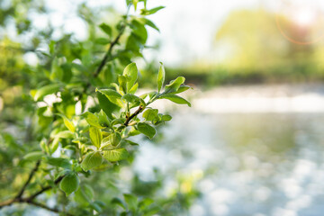 Fresh green tree leaves. Natural summer background.