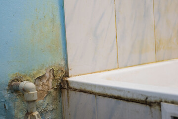 green and black mold, a type of fungus that parasitizes on tiles in the bathroom.