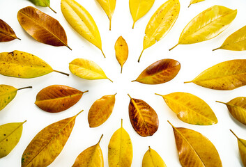 composition of yellow leaves. yellow Magnolia leaves on a white background. Flat lay, top view