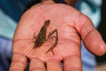 Obraz premium The shrimp in human hand, close up