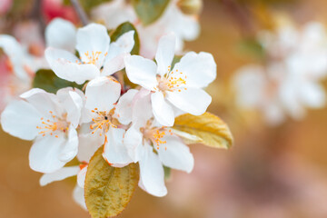 Spring background with flowers on the branches of cherry.  Blossom sakura flowers