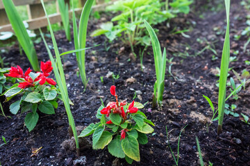 Red flowers planted in the garden