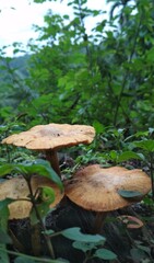 mushroom in the forest
