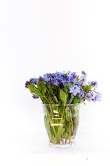 Blue wildflowers in a glass cup against a white wall. White background. Forget me nots.