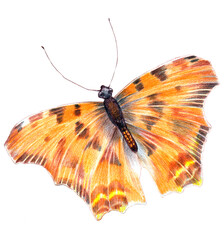 Butterfly drawing in color pencils on a white background. Illustration for decor.
