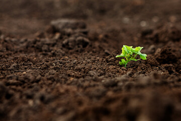 Choose the focus on the seedling, the young plant in the soil. Earth Day Concept