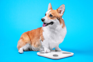 Adorable welsh corgi pembroke or cardigan sits and measures weight on electronic floor scale, front...