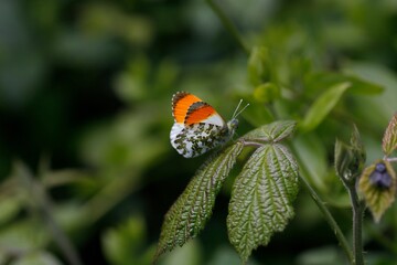 red admiral butterfly