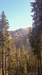 Scenic in Tatra Mountains during entering to Morskie Oko. Landscape in Poland, Europe. © daily_creativity