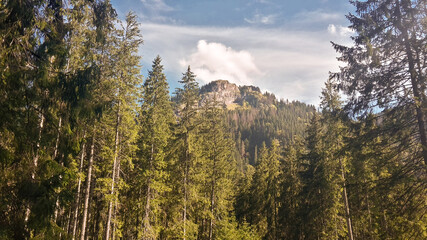 Asphalt road in mountains with green trees and blue sky. Road to Morskie Oko in Tatra Mountains in Poland.