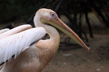 White pelican ( Pelacanus Onocratalus ).