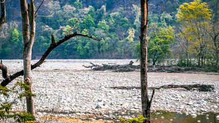 Kosi River in uttarakhand /
River in India with white marbles and water  - obrazy, fototapety, plakaty