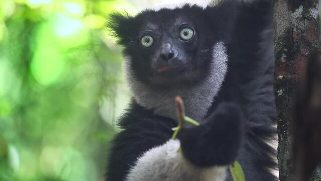 Indri lemur eats leaf in the natural habitat. Indri lemur (Indri indri) hangs on the tree and eats fresh leaves and peers around