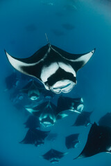 Manta Rays