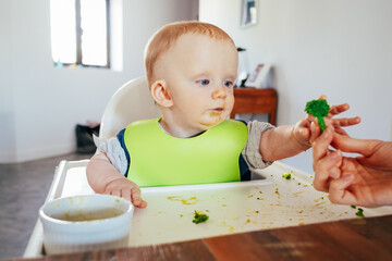 Messy baby girl sitting on highchair and taking finger food. Little child eating soft cooked vegetables. Led weaning and self-feeding concept