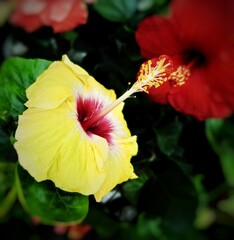 red hibiscus flower