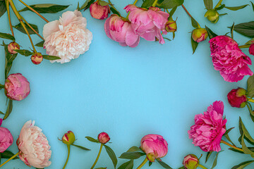 Pale pink Peony flowers and green leaves on blue paper background