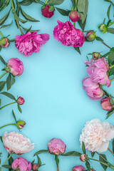 Pale pink Peony flowers and green leaves on blue paper background