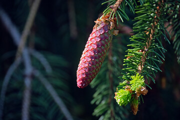 Junge Fichtenzapfen ( Picea ).