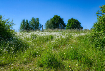 Blumenwiese im Neandertal im Frühling