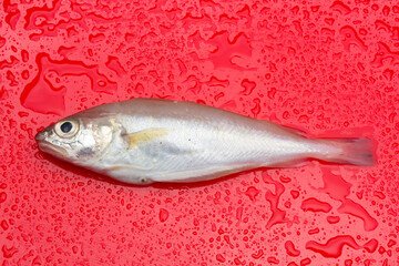 Fresh fish fresh from the sea