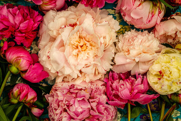 Floral fashion wall with power flower blossom. White Peony flowers on blue background. 