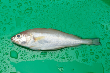 Fresh fish fresh from the sea