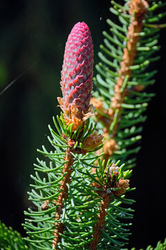 Junge Fichtenzapfen ( Picea ).