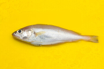 Fresh fish fresh from the sea