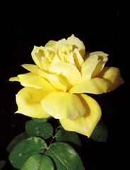 Yellow rose on black background. Yellow petals of natural rose. Yellow flower background.
