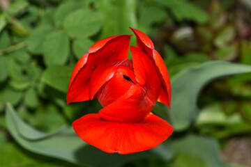 Red tulip in spring bloom, photo from above.