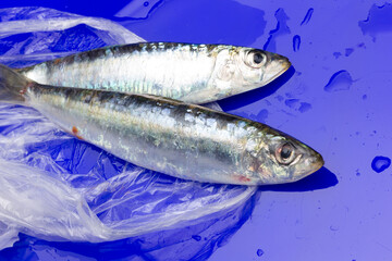 Sardine is a healthy fish