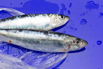 Sardine is a healthy fish