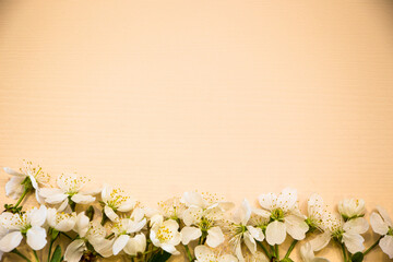 Frame of white flowers on a wooden background